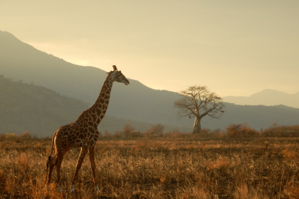 Ideias de Destinos na África Para Estudantes de Veterinária