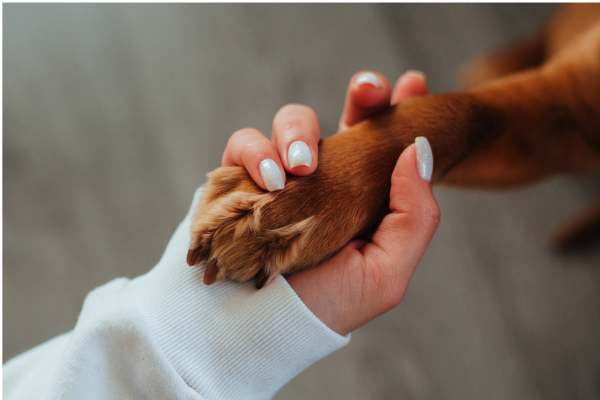 Quais Companhias Aéreas Podem Oferecer as Melhores Opções Para Viajar com Pets