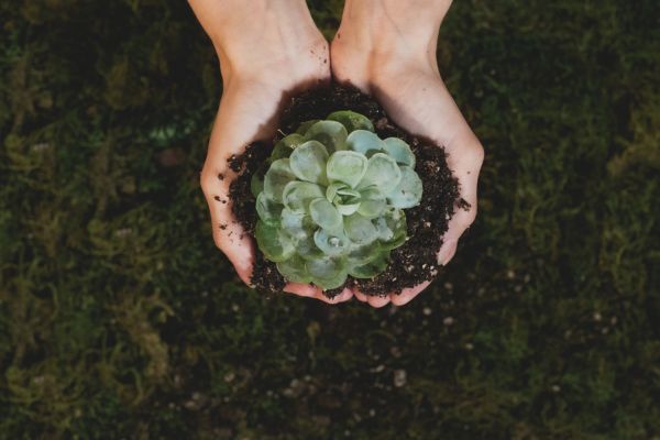 Sugestões de Intercâmbio de Sustentabilidade Para Estudantes de Meio Ambiente